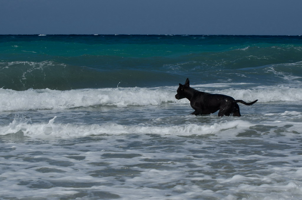  Marta pliva i uživa na moru 